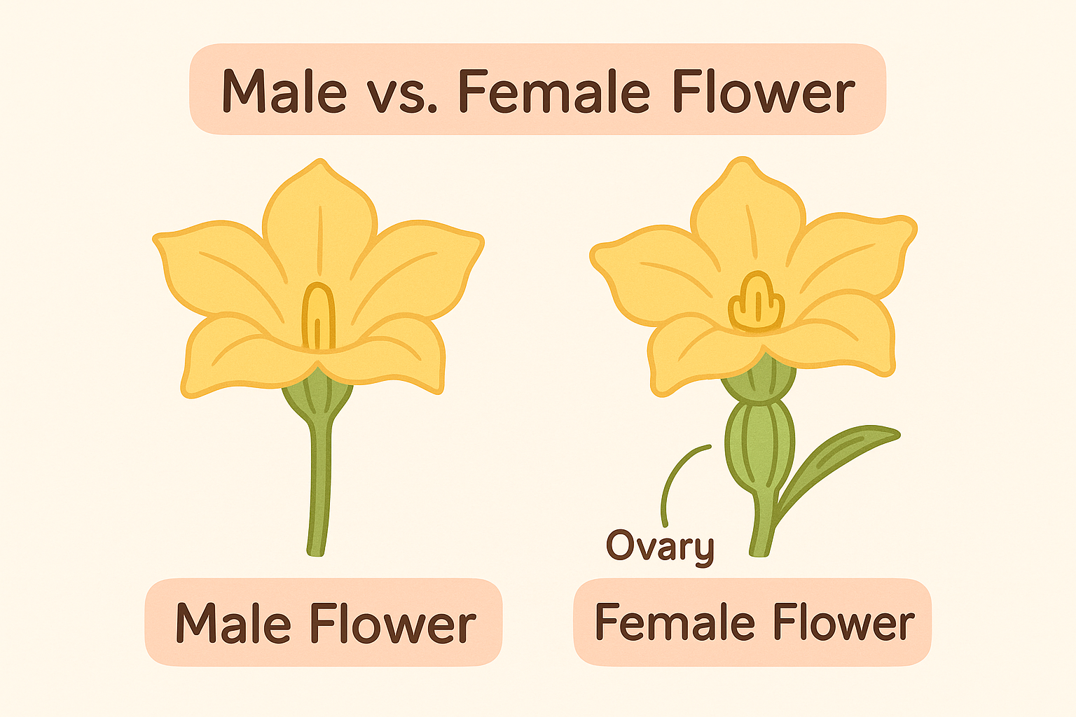 squash flowers